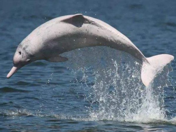 Case of wireless mobile video monitoring in Pearl River White Dolphin Nature Protection Zone